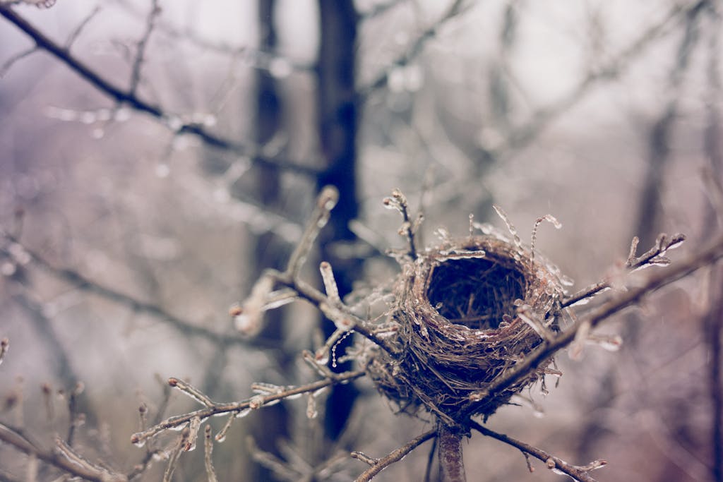 A frosty bird's nest intricately woven on a barren branch, highlighting winter's beauty.